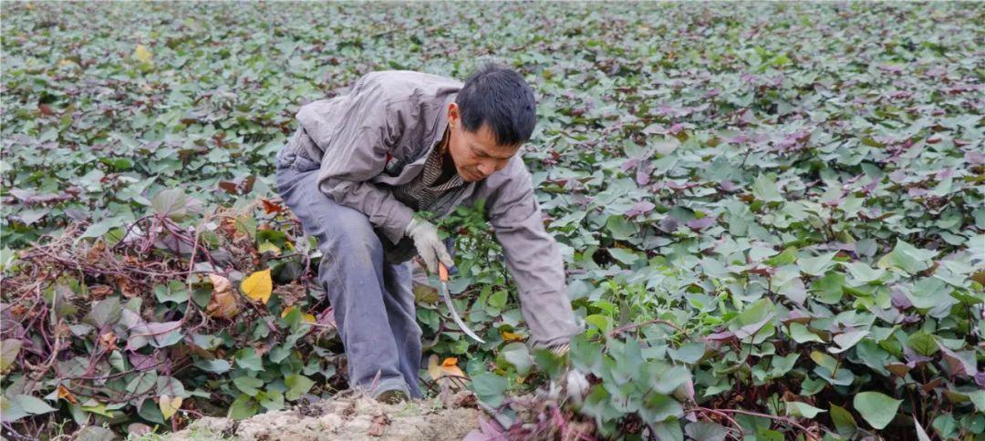 红薯收获季节的详细介绍（如何把握最佳收获时间）