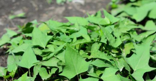 探究红薯最适生长温度及其影响因素（从温度范围到光照）