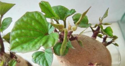 探究红薯根系及其特点（红薯根系结构）