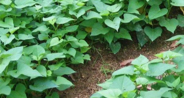 红薯的种植要点——土壤选择（如何选择适合红薯种植的土壤）