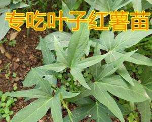 探秘红薯品种之多（从颜色到形状）