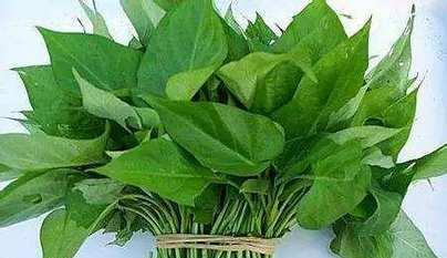 探究红薯外观特征（红薯形态）