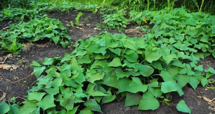 红薯种植全攻略（红薯种植时间和方法详解）