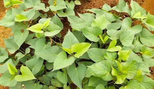 红薯种植全攻略（红薯种植时间和方法详解）