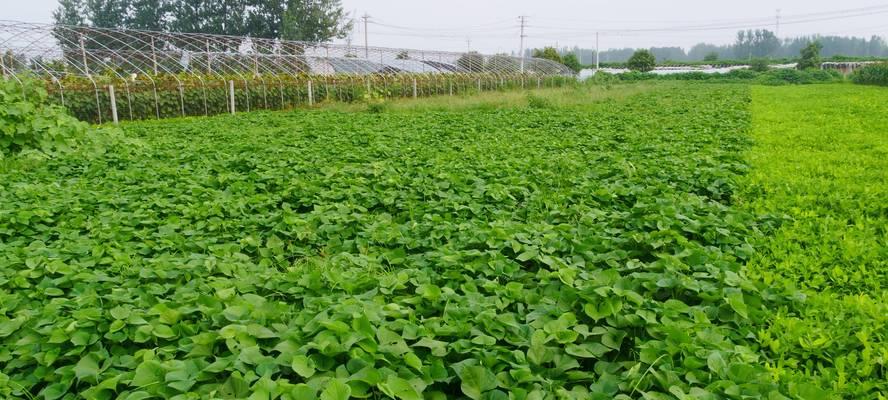红薯追肥的正确方法（选择合适的肥料让红薯茁壮成长）