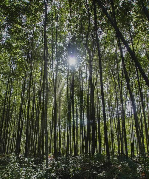 红树林的生长习性特点和生长环境条件（探究红树林的适应性与保护）