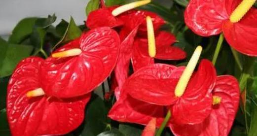 红双喜花的家庭养护指南（了解红双喜花的特点）