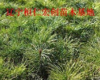 红松——一种重要的森林资源(红松的特征)