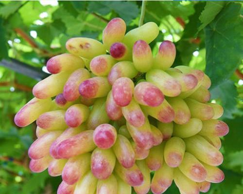 红提成熟季节及采摘技巧（了解红提成熟季节）