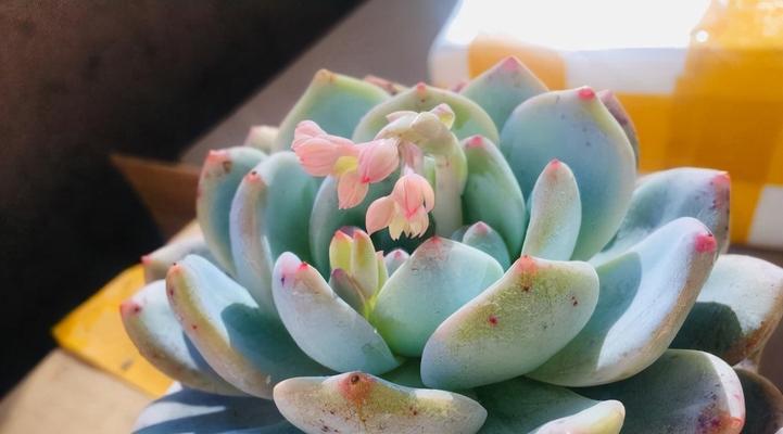 红土多肉种植全指南（在家也能轻松种植）