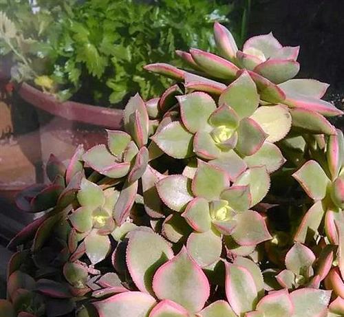 红土多肉种植全指南（在家也能轻松种植）