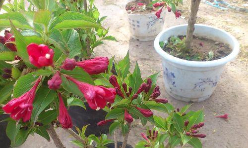 红王子锦带，这个开花频率超高的奇特花卉（一年多次开花）