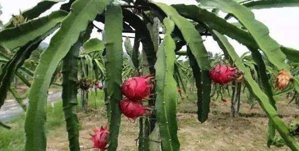 红心火龙果种植条件与生长环境要求（掌握这些技巧）
