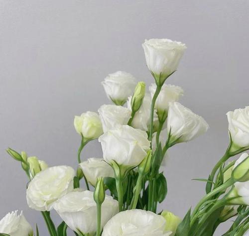 洋桔梗花花语解读（解读洋桔梗花的花语）