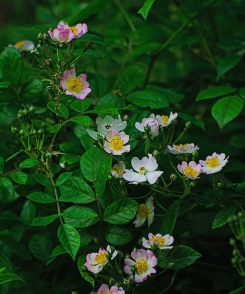 野蔷薇花语的意义与代表（探索野蔷薇的神秘语言）
