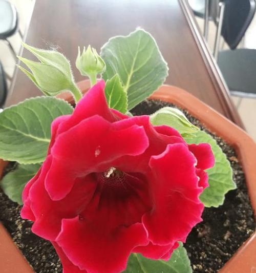 以依米花（花语解析及传说）
