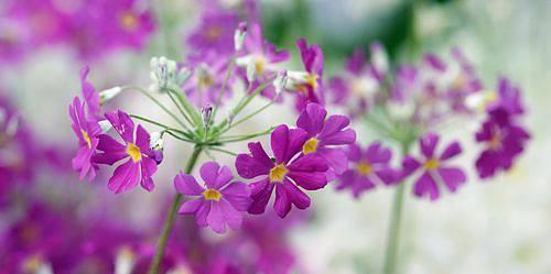 樱花草花语（探索樱花草的神秘花语）