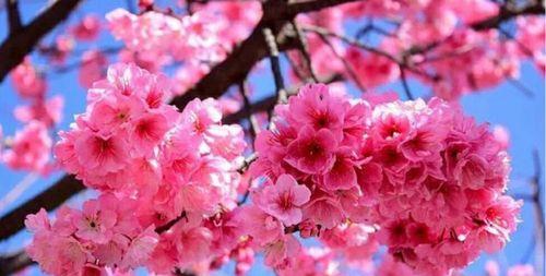 樱花之美（走进樱花海洋）