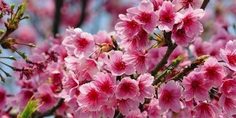 樱花之恋——花开寄情（赋予爱与祝福的精灵）
