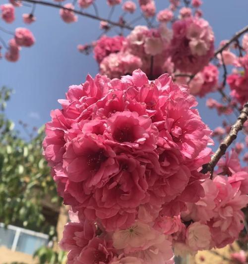 樱花之恋——花开寄情（赋予爱与祝福的精灵）