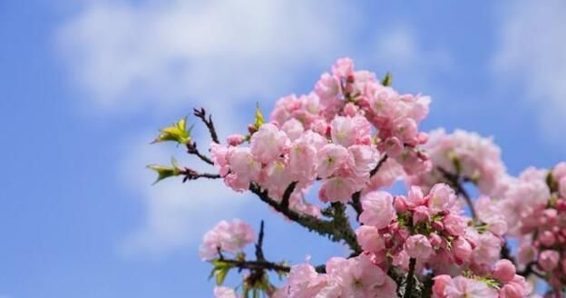 樱花花语（日本樱花之美与花语的传承）