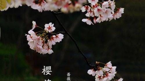 樱花花语的含义（樱花）
