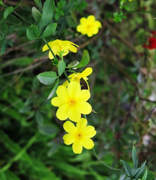 迎春花（迎春花的花语及寓意）