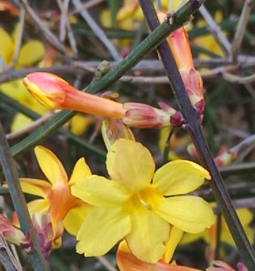 迎春花（迎春花花语及其象征意义）