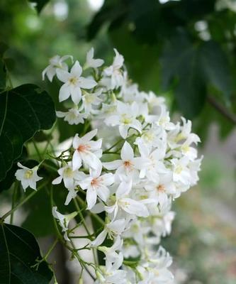 情窦初开的美丽油桐花(油桐花的花语与象征之道)