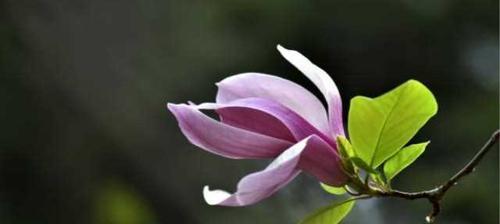 玉兰的寓意和象征（探寻玉兰的内涵与象征意义）
