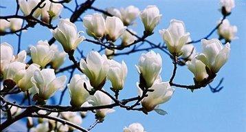 玉兰花的花语与寓意（玉兰花的优雅与纯洁）
