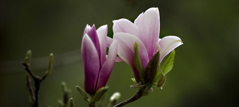 玉兰花的花语与意义（传承百年的深情）