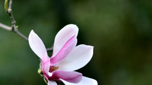玉兰花（探秘玉兰花的花语及文化涵义）