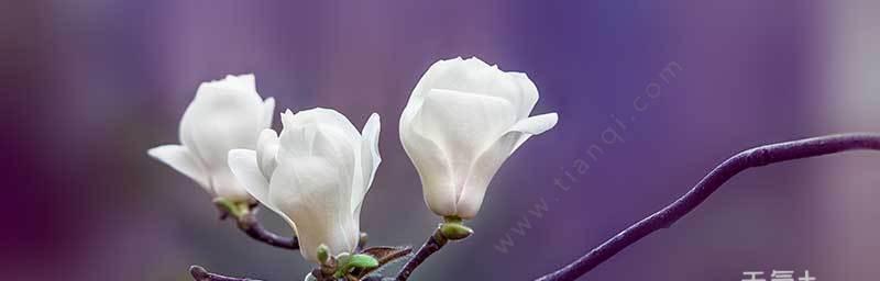 玉兰花之美（探索玉兰花的精神内涵）