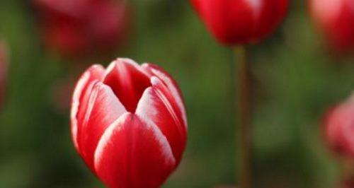 郁金香的花语和寓意（以郁金香为载体传达情感）