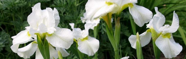 紫色鸢尾花的花语与意义（探寻紫色鸢尾花背后的神秘花语）