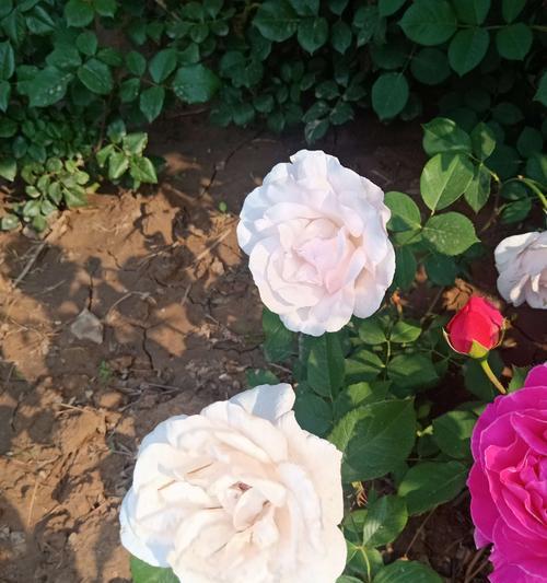 月季花的寓意与象征意义(深入探索月季花的花语与文化背景)