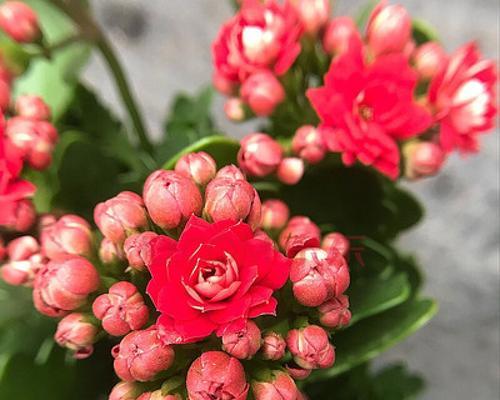 长寿花的花语——祝福和希望的象征（一朵花背后的寓意与祝福）