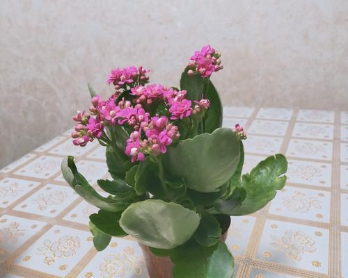 长寿花花语的含义与象征（揭示长寿花的奇妙力量——以长寿花花语为窗口）