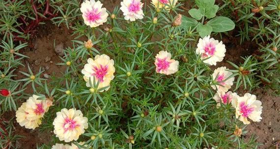 揭秘以针垫花的花语及养护技巧(探索以针垫花的含义与培育方法)