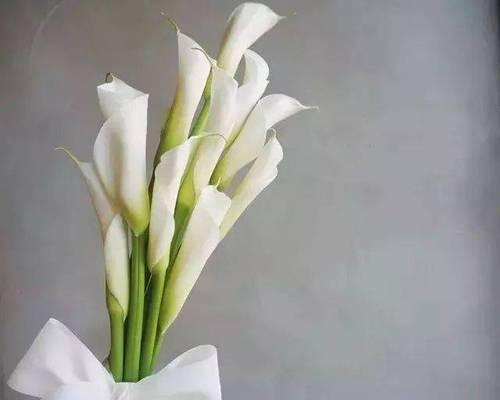 揭秘以针垫花的花语及养护技巧（探索以针垫花的含义与培育方法）
