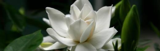 栀子花的花语——传递爱的美好（盛放爱意的栀子花之美）