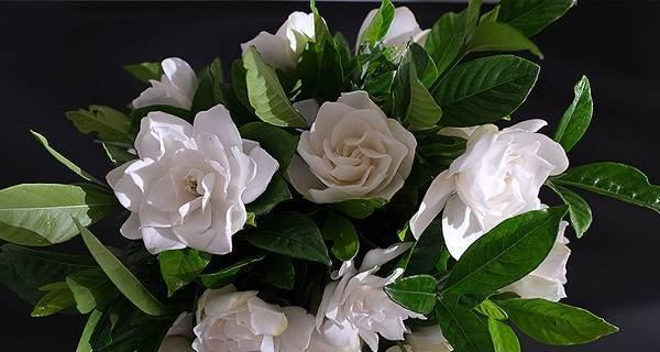 栀子花开，寓意美好生活（栀子花的花语与文化内涵）
