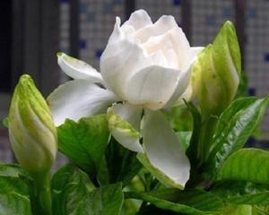 栀子花语与其意义（深入探索栀子花的象征意义）