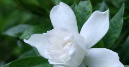 栀子花语与其意义（深入探索栀子花的象征意义）