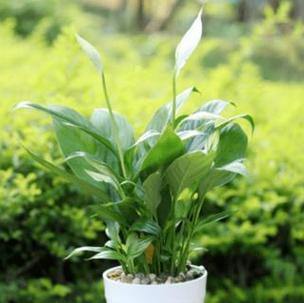 植物白掌的花语与美好寓意（探寻白掌花语的深意）