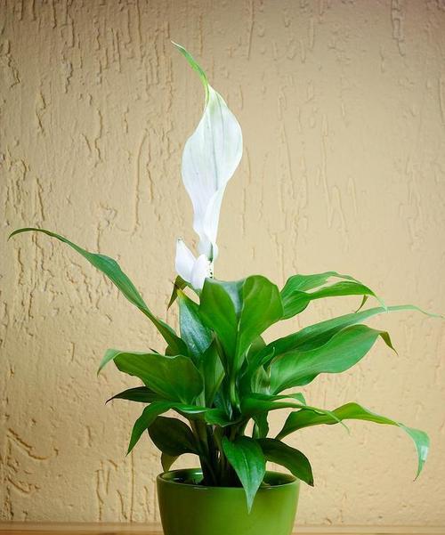 植物白掌的花语与美好寓意（探寻白掌花语的深意）