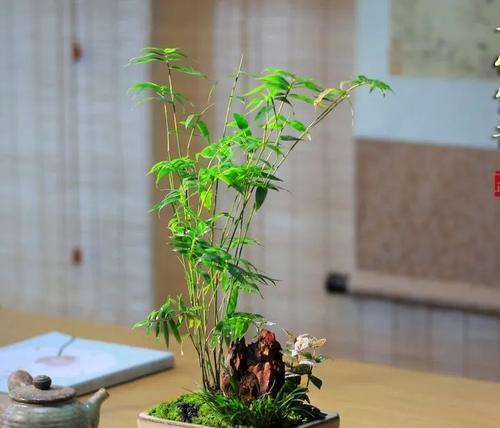 竹子的寓意与象征意义（探索竹子的卓越品质与哲学内涵）