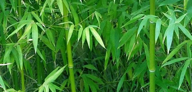 竹子的象征意义（从竹子的形态、特性到文化内涵）