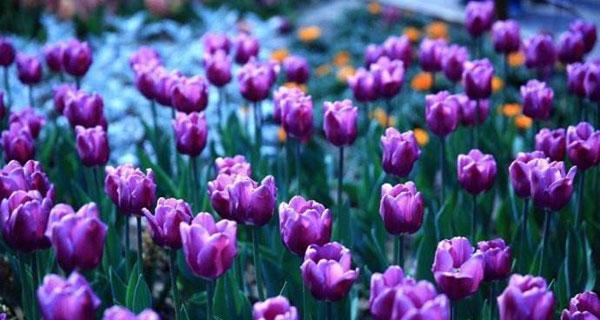 紫色郁金香的花语——神秘、尊贵与自由（探索紫色郁金香的花语与象征意义）